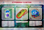 Стенды для кабинета биологии - «globural.ru» - Новосибирск