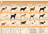 Комплект плакатов "Кинология" - «globural.ru» - Новосибирск