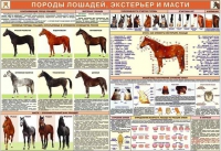 Комплект плакатов "Служебное коневодство" - «globural.ru» - Новосибирск