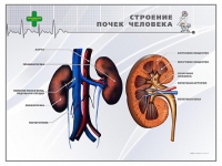 Стенд "Строение почки человека" - «globural.ru» - Новосибирск