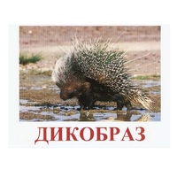 Карточки Домана "Дикие животные-3" - «globural.ru» - Новосибирск