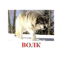 Карточки Домана "Дикие животные-1" - «globural.ru» - Новосибирск