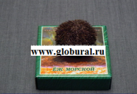 Сухой препарат "Еж морской" - «globural.ru» - Новосибирск