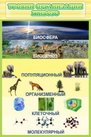 Стенд "Уровни организации живого" - «globural.ru» - Новосибирск