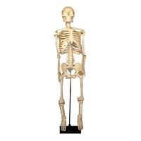 Скелет человека на штативе (85 см) - «globural.ru» - Новосибирск