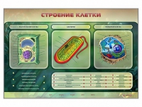 Электрифицированный стенд "Строение клетки" с маркерными полями - «globural.ru» - Новосибирск