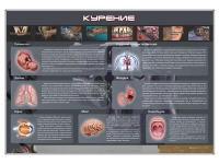 Стенд "Курение" (вариант 1) - «globural.ru» - Новосибирск