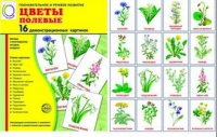 Демонстрационные карточки "Цветы полевые" - «globural.ru» - Новосибирск