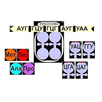 Модель-аппликация "Биосинтез белка" (ламинированная) - «globural.ru» - Новосибирск