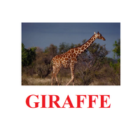 "Wild Animals-1" ("Дикие животные-1") английские карточки Домана - «globural.ru» - Новосибирск