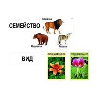 Модель-аппликация "Классификация растений и животных" (ламинированная) - «globural.ru» - Новосибирск