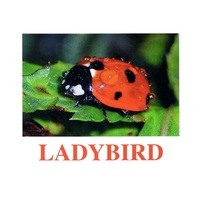 "Insects" ("Насекомые") английские карточки Домана - «globural.ru» - Новосибирск