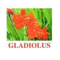 "Flowers-1" ("Цветы-1") английские карточки Домана - «globural.ru» - Новосибирск