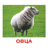 .Карточки Домана "Домашние животные" - «globural.ru» - Новосибирск