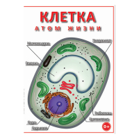 DVD Клетка - "атом жизни" - «globural.ru» - Новосибирск