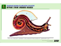 Рельефная таблица "Внутреннее строение брюхоногого моллюска" (формат А1, матовое ламинир.) - «globural.ru» - Новосибирск