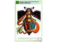 Рельефная таблица "Внутреннее строение жука" (формат А1, матовое ламинир.) - «globural.ru» - Новосибирск