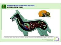 Рельефная таблица "Внутреннее строение собаки" (формат А1, матовое ламинир.) - «globural.ru» - Новосибирск