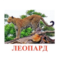 Карточки Домана "Дикие животные-2" - «globural.ru» - Новосибирск