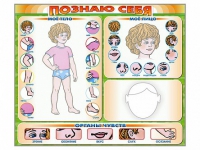 Стенд маркерный "Познаю себя" (тело, голова, органы чувств) - «globural.ru» - Новосибирск