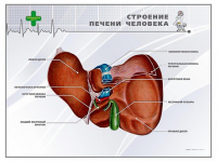 Стенд "Строение печени человека" - «globural.ru» - Новосибирск