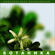 Ботаника. (Цифровая база изображений) - «globural.ru» - Новосибирск