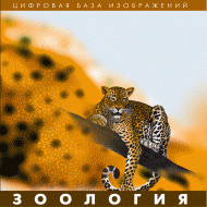 Зоология. (Цифровая база изображений) - «globural.ru» - Новосибирск