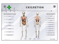 Электрифицированный стенд-тренажер "Скелетон" - «globural.ru» - Новосибирск