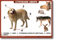 Ознакомление с окружающим миром. 1-4 класс. Комплект таблиц. Наглядные пособия для начальной школы, учебные пособия - «globural.ru» - Новосибирск