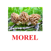 "Mushrooms" ("Грибы") английские карточки Домана - «globural.ru» - Новосибирск
