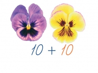 Счетный материал на магнитах "Анютины глазки" - «globural.ru» - Новосибирск