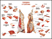 Правила разделки мясных туш "Говядина и телятина" 1000*1400 винил - «globural.ru» - Новосибирск