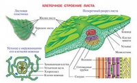 Плакаты и таблицы по биологии - «globural.ru» - Новосибирск