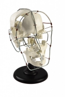 Модель Кости черепа человека смонтированные - «globural.ru» - Новосибирск