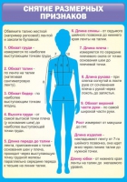 Стенд "Снятие мерок" (вариант 2) - «globural.ru» - Новосибирск