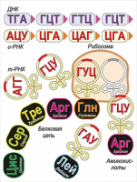 Модель-аппликация Биосинтез белка - «globural.ru» - Новосибирск