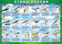 Таблица Птицы России из  4 листов в комплекте 1000*1400 винил	 - «globural.ru» - Новосибирск