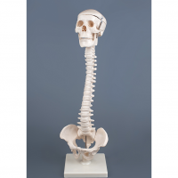 Модель "Позвоночник с черепом и тазом" - «globural.ru» - Новосибирск