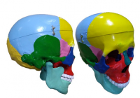 Модель "Череп" (с раскрашенными костями) - «globural.ru» - Новосибирск