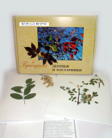 Гербарий Деревья и кустарники (20 видов) - «globural.ru» - Новосибирск