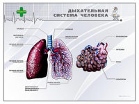 Стенд "Дыхательная система человека" - «globural.ru» - Новосибирск