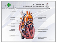 Стенд "Строение сердца человека" - «globural.ru» - Новосибирск