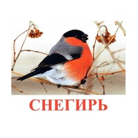 Карточки Домана "Птицы-1" - «globural.ru» - Новосибирск