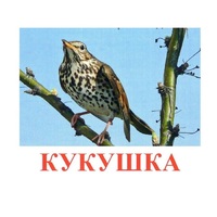 Карточки Домана "Птицы-3" - «globural.ru» - Новосибирск