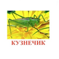 Карточки Домана "Насекомые" - «globural.ru» - Новосибирск