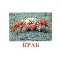 Карточки Домана "Подводный мир" - «globural.ru» - Новосибирск