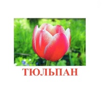 Карточки Домана "Цветы-1" - «globural.ru» - Новосибирск