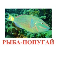 Карточки Домана "Рыбы" - «globural.ru» - Новосибирск