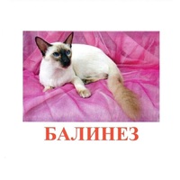 Карточки Домана "Породы кошек" - «globural.ru» - Новосибирск
