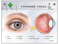 Интерактивный стенд "Строение глаза" - «globural.ru» - Новосибирск
